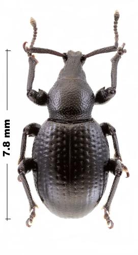 Réf. 317 986 : Otiorhynchus molytoides